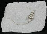 Macrocrinus Crinoid With Stem - Indiana #29384-2